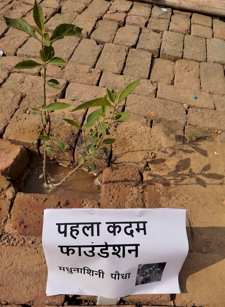 पौधरोपण कार्यक्रम के तहत लगाए गए फलदार व औषधि पौधे